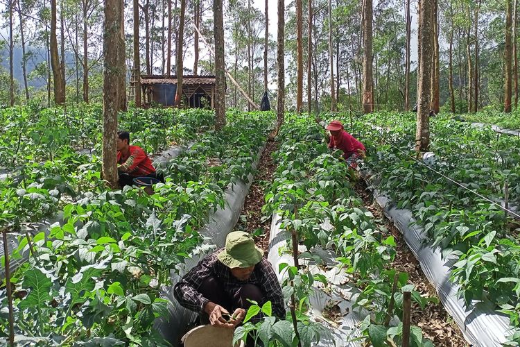 Petani Buncis Kenya di Desa Panjalu, Kecamatan Cilengkrang, Kabupaten Bandung, Jawa Barat, tembus pasar Singapura dengan cara mandiri, mulai dari membentuk pasar, membangun jaringan, hingga proses packing dan pendistribusian