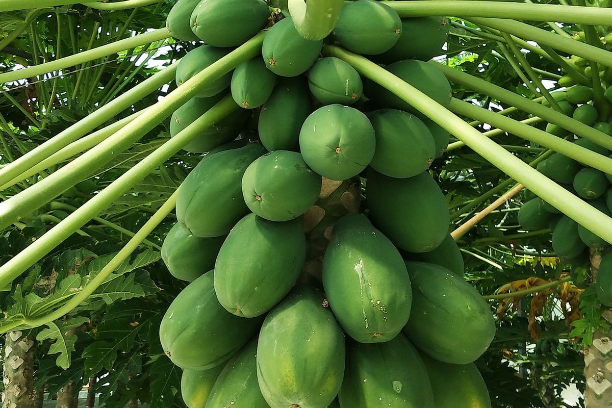 Ilustrasi buah pepaya di pohon, pohon pepaya. 