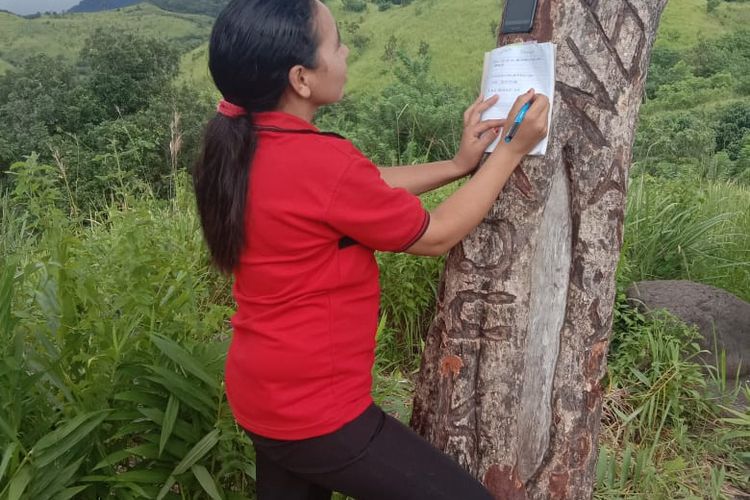 Fransiska Setiawati, Mahasiswi Universitas Terbuka Pokjar Borong, Kabupaten Manggarai Timur sedang mencari signal di Gunung Kawat Ma Loreng dengan menempelkan handphone android di pohon di gunung tersebut di Desa Nanga Meje-Sopang Rajong, Kec. Elar Selatan, Kab. Manggarai Timur, NTT, Senin, (8/3/2021). Gunung Kawat Ma Loreng adalah satu-satunya yang ada signal untuk belajar online..Desa Nanga Meje berada di pedalaman Manggarai Timur. (DOK/SIMPLISIUS JAMALNA-GURU SMKN 1 SOPANG RAJONG)