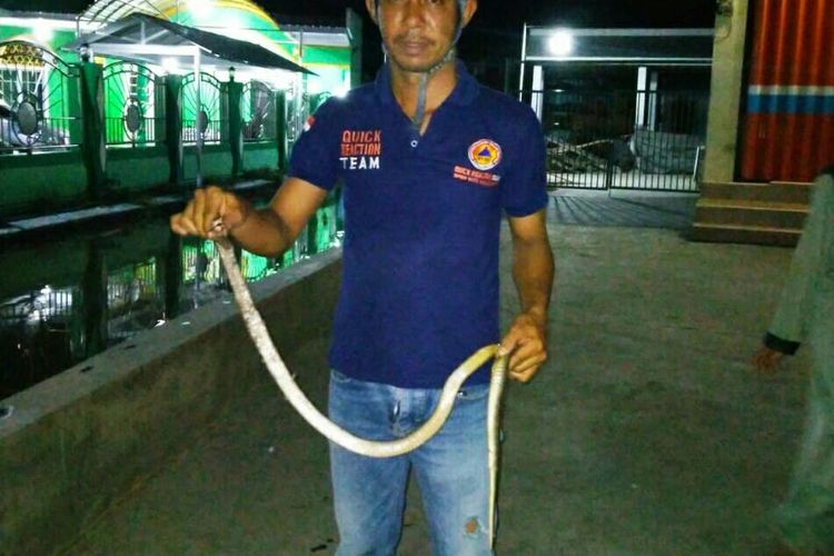Ular kobra yang bersarang di kamar mandi warga di Jalan Teluk Tiram Darat, Banjarmasin, Kalsel, berhasil di evakuasi BPBD Banjarmasin, Rabu (15/1/2020).
