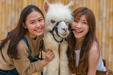 10 Aktivitas Wisata di Scientia Square Park Tangerang, Lihat Alpaca