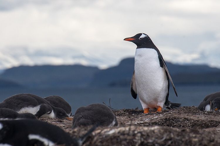 Ilustrasi penguin gentoo. Musim kawin penguin di Antartika maju hingga satu bulan lebih cepat. Ilmuwan menilai perubahan ini terkait krisis iklim.