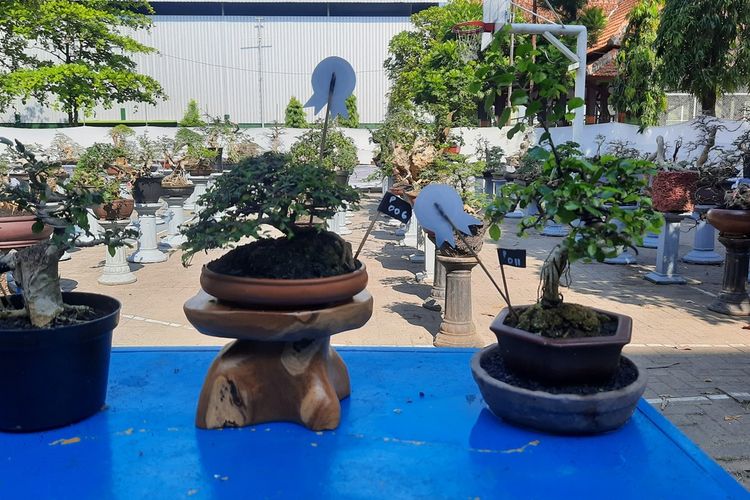 Ratusan bonsai dipamerkan di halaman GOR Mustika Blora, Selasa (13/9/2022)