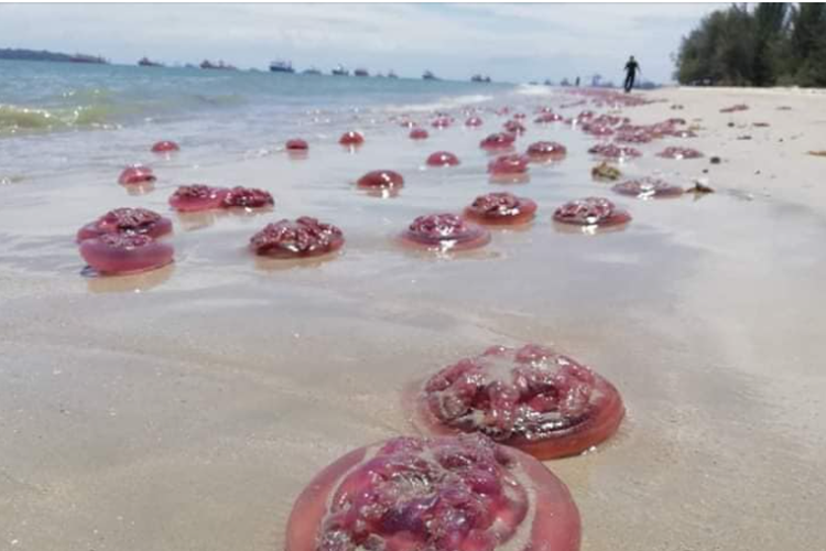 Viral ubur-ubur merah terdampar di Malaysia