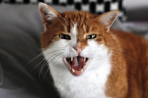 5 Fakta Unik tentang Gigi Kucing