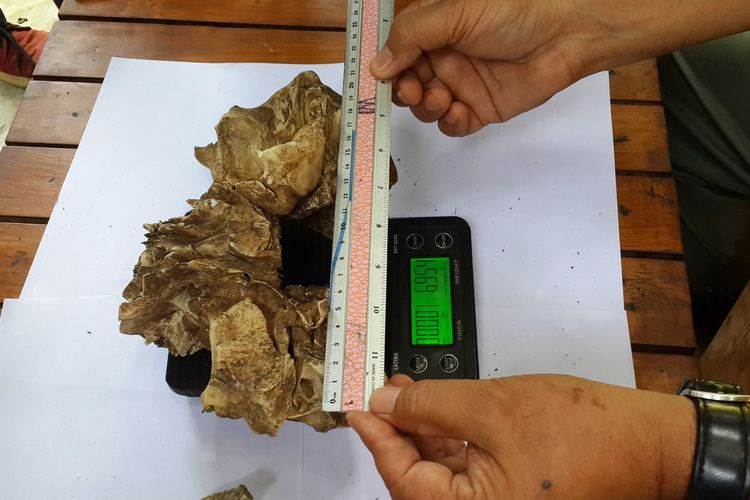 Petugas BBKSDA Jawa Timur saat mengukur kerangka tengkorak diduga kepala macan tutul jawa, Senin (7/9/2020).
