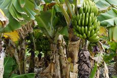 Mengenal Ulat Pisang Penggulung Daun hingga Thrips yang Rusak Pohon Pisang