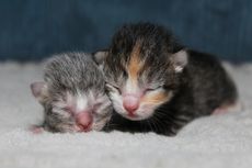 12 Gejala Fading Kitten Syndrome pada Anak Kucing, Apa Saja?