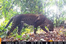 19 Javan Leopards and Black Panthers Captured on Camera in West Java