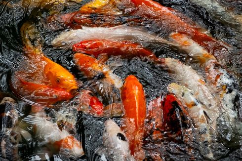 Pertimbangkan 4 Hal Ini Sebelum Membuat Kolam Ikan Koi Minimalis