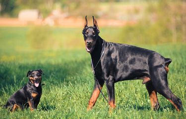 Ilustrasi anjing Doberman.