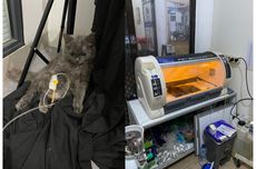 Seekor Kucing Mati Setelah Diberi Obat Scabies Semprot, Ini Kronologi dan Penjelasan Dokter Hewan