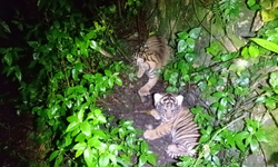 2 Anak Harimau Sumatera lahir di Sanctuary Barumun, Dinamai Nunuk dan Ninik
