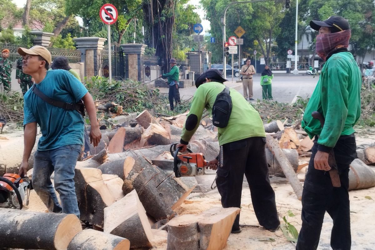 Petugas memotong batang pohon beringin karet yang tumabng menjadi kecil-kecil di Jalan Taman Suropati, Menteng, Jakarta Pusat, Selasa (17/10/2023). (KOMPAS.com/XENA OLIVIA)