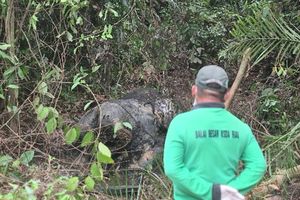 Kematian Tragis Gajah Sumatera di Areal PT RAPP, Gakkum Kemenhut Dalami Tanggung Jawab Perusahaan