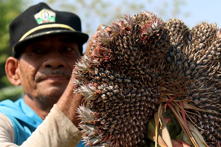 Tarmizi (60) warga Desa Sagoe, Kecamatan Peusangan Bireun, Aceh, memperlihatkan satu pohon tanaman nenas miliknya tumbuh 90 buah. dari 20 bibit nenas yang ditanamnya sejak setahun lalu hanya satu batang yang berbuah unik hingga 90 cambul. Kamis (12/4/2018).