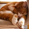 Berapa Lama Waktu Tidur yang Normal Bagi Kucing?