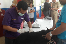 Kepala Sudin KPKP Jakarta Pusat Sebut Jakarta Bebas Rabies sejak 2004
