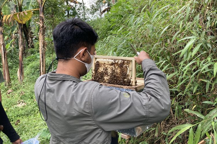 Iyan, Ketua KTH Sadar Tani Muda Desa Bojongmurni, sedang memberi edukasi seputar lebah kepada para wisatawan di area budi daya lebah madu yang berada di lembah hutan kaki Gunung Pangrango di Desa Bojongmurni, Kecamatan Ciawi, Kabupaten Bogor, Minggu (23/5/2021).