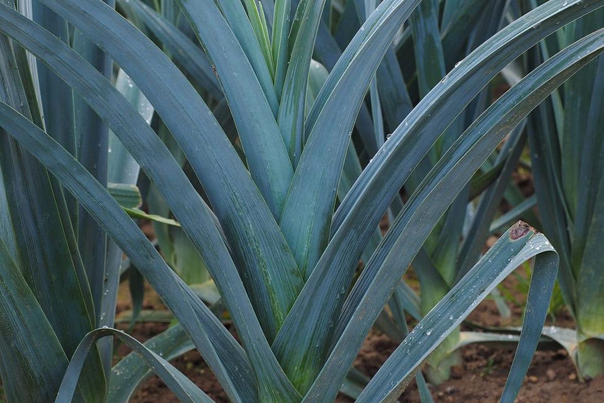Tanaman daun bawang