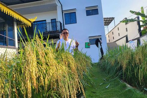 Cerita Ady Gunakan Cocopeat Tanam Padi di Lahan Bekas Tambang Bauksit