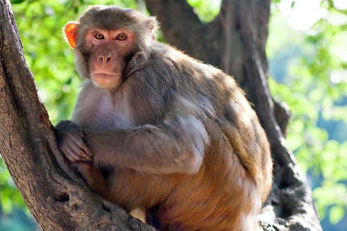 Monyet Liar Masuk Kawasan Perumahan Puspitek Tangsel, Warga Resah