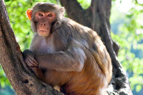 Marah Bayinya Dibunuh, Monyet Ini Balas Dendam, Bunuh Ratusan Anjing 