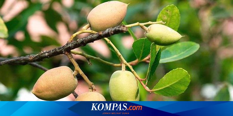 Khasiat Daun Zaiton Untuk Kesihatan