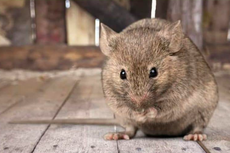 10 Cara Mengusir Tikus yang Mengganggu di Atap Rumah