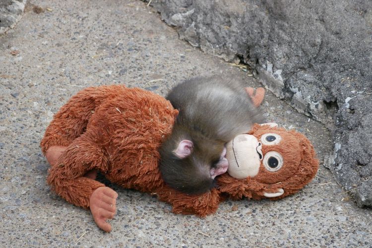 Punch, primata muda ini mencuri perhatian setelah kedapatan selalu membawa dan memeluk boneka binatang sebagai pengganti induknya yang menolaknya sejak lahir.