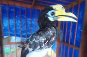2 Burung Dilindungi Diserahkan Warga Magetan ke BKSDA, Pelihara Satwa Liar Dilarang
