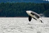 Berburu Sendirian, Paus Orca  Bunuh Hiu Putih Besar dalam 2 Menit