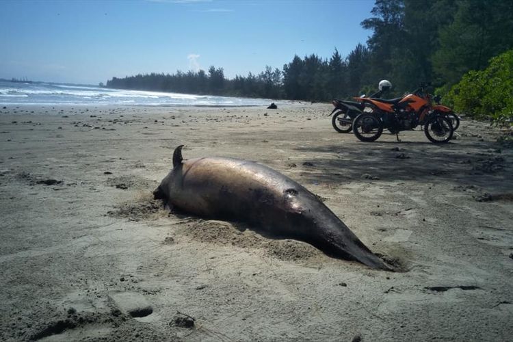 seekor lumba-lumba ditemukan mati di Kota Bengkulu (foto: Suarli Kanopi)