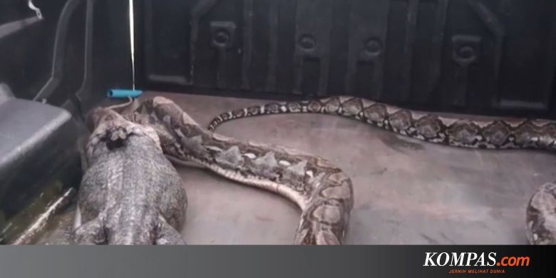 Download 7600 Koleksi Gambar Henna Ular Terbaik Gratis