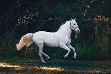 Temuan Baru, Kuda Perang Abad Pertengahan Lebih Kecil dari Kuda Poni