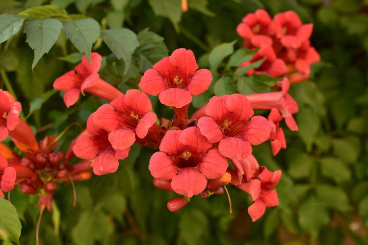 Tanaman merambat Trumpet vine