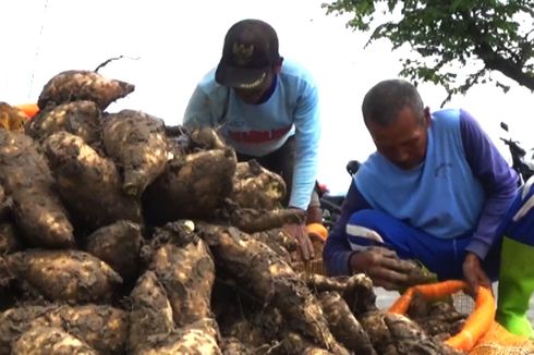 Harga Ubi Jalar Naik Jadi Rp 5.500 Per Kilogram di Magetan, Petani: Ini Termahal