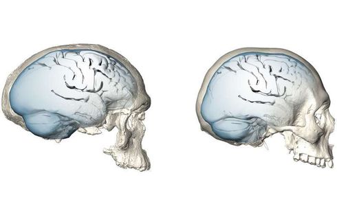 Bentuk Otak Kita Dulu Ternyata Tak Sebulat Sekarang, Ini Kisahnya
