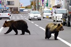Pekerja di Taman Safari Jepang Tewas Diterkam Beruang