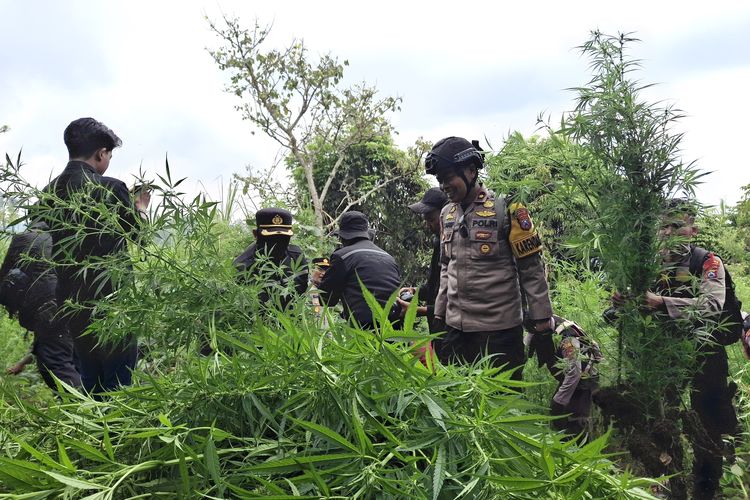 Beberapa polisi sedang mencabuti tanaman ganja di lereng Gunung Semeru, Sabtu (21/9/2024)
