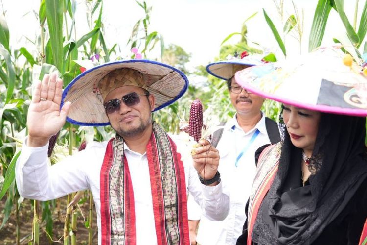 Gubernur Kaltim Rudy Mas'ud menunjukkan hasil panen jagung unggulan saat meninjau area pertanian dalam rangkaian PEDA XI KTNA 2025. Ia menegaskan pentingnya peningkatan produksi pangan lokal untuk mengurangi ketergantungan pasokan luar daerah.