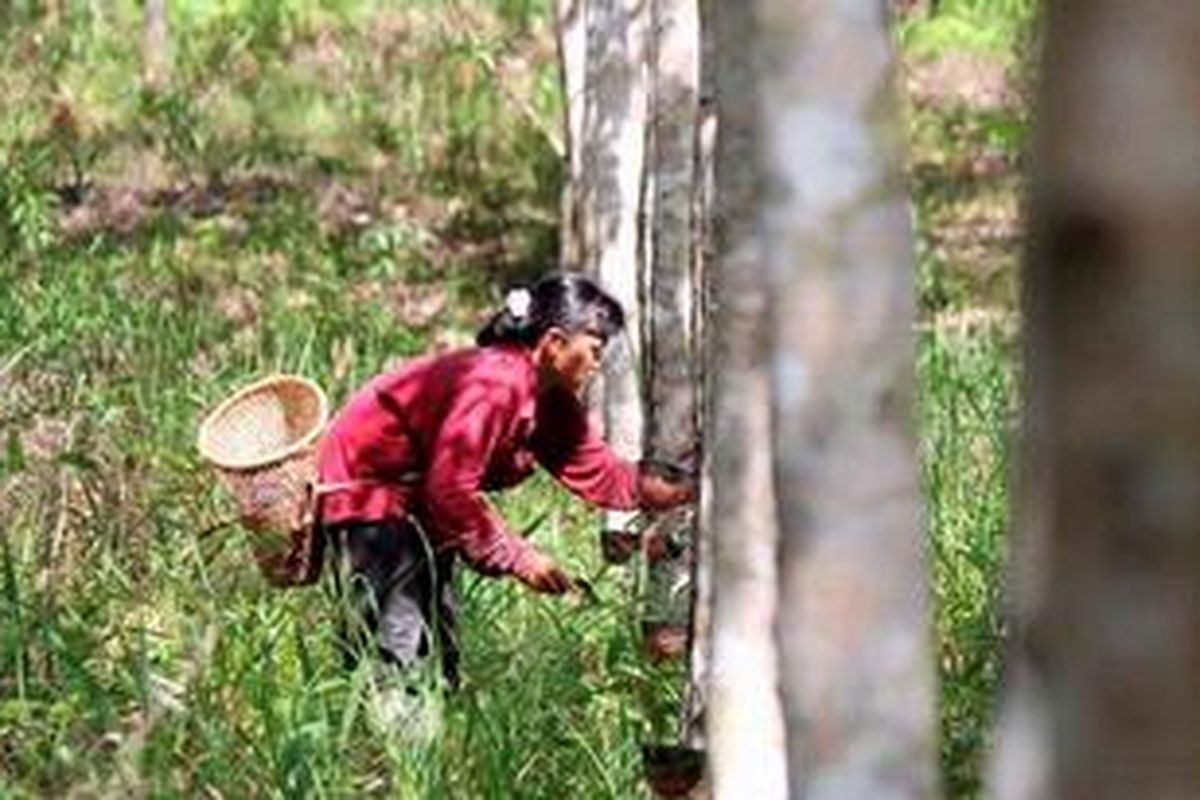 Petani menyadap karet di perkebunan rakyat Desa Maringin Jaya, Kecamatan Parindu, Kabupaten Sanggau, Kalimantan Barat, beberapa waktu lalu