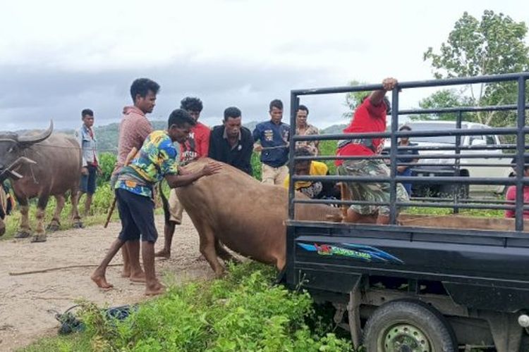 Kerbau yang ditemukan, dinaikan kembali ke kendaraan untuk dibawa kembali ke pemiliknya di Desa Matawoga, Kecamatan Katikutana, Kabupaten Sumba Tengah, Nusa Tenggara Timur (NTT)