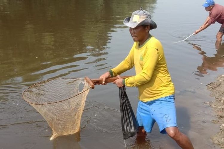 Warga menangkap ikan mabuk akibat fenomena bladu di Sungai Bengawan Solo di Kelurahan Sewu, Jebres, Solo, Jawa Tengah.