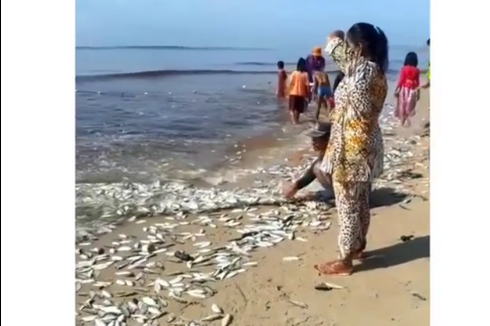 Video Viral Ikan Berserakan di Tepi Pantai Pandaran, Kalteng, Apa yang Sebetulnya Terjadi?