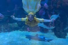 Pakai Busana Mermaid, Ria Ricis Menyelam di Jakarta Aquarium