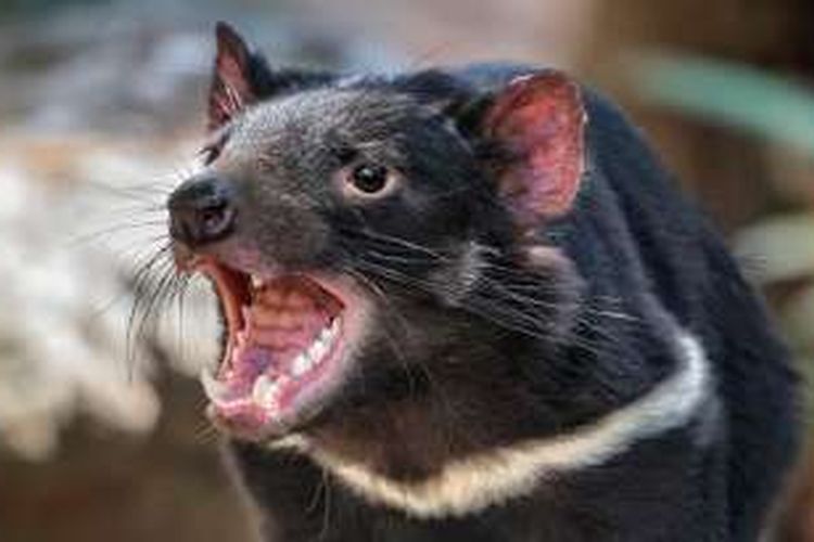 Setan Tasmania (Sarcophilus harrisii)