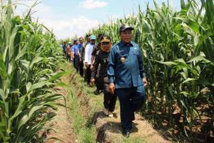 Bupati Lamongan Fadeli (depan), saat memimpin rombongan melihat area yang bakal dijadikan kawasan pertanian jagung modern.