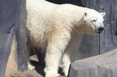 Beruang Lepas dari Kandang, Pengunjung Kebun Binatang Diisolasi