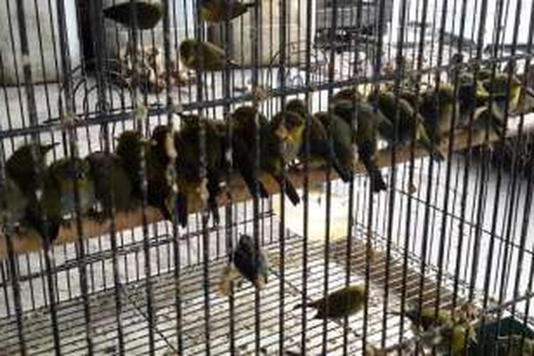Ribuan burung dari Bengkulu yang siap kirim secara illegal ke Jakarta